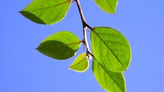 Nature leaf leaves Plants