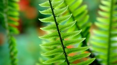 Nature leaf leaves Plants