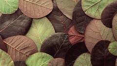 Nature leaf leaves Plants