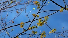 Nature leaf leaves Plants