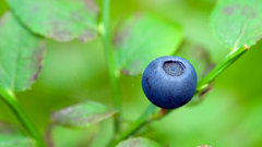 Nature leaf leaves Plants