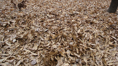 Nature leaf leaves Plants