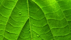 Nature leaf leaves Plants