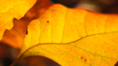 Nature leaf Plants macro