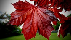 Nature leaf red Plants