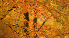 Nature leaf Trees autumn