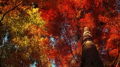 Nature leaf Trees autumn