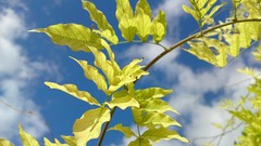 Nature leaf Trees Flowers
