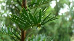 Nature leaf Trees leaves