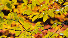 Nature leaf Trees leaves