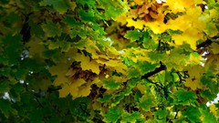 Nature leaf Trees leaves