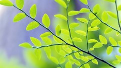 Nature leaf Trees leaves