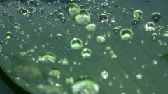 Nature leaf water drops