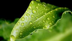 Nature leaf water drops