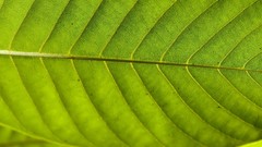 Nature leaves