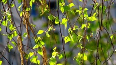 Nature leaves branches