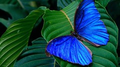 Nature leaves Butterflies