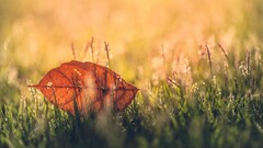 nature leaves closeup outdoors grass sunlight fallen leaves