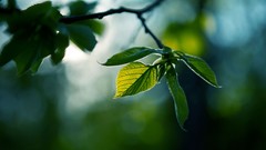 Nature leaves depth of