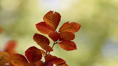 Nature leaves depth of