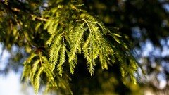nature leaves depth of field bokeh