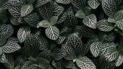 Nature leaves fittonia
