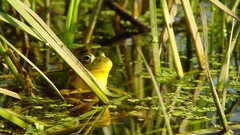 Nature leaves Frogs amphibians
