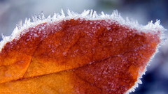 Nature leaves frost macro
