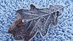 Nature leaves Frozen fallen