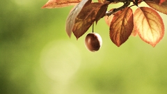 Nature leaves fruits