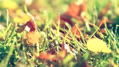 Nature leaves grass macro