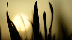 Nature leaves grass macro