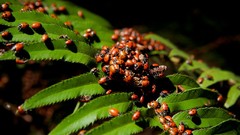 Nature leaves ladybirds