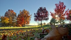nature leaves landscape fall outdoors Plants Trees fallen leaves
