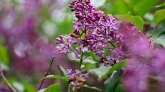 nature leaves lilac Flowers
