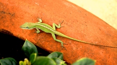 Nature leaves lizards Reptiles