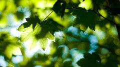 Nature leaves macro depth