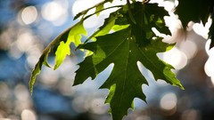 Nature leaves macro depth