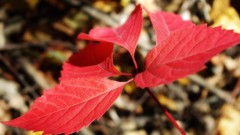 Nature leaves macro depth