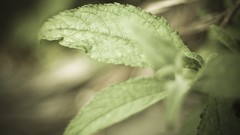 Nature leaves macro depth
