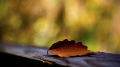 Nature leaves macro depth
