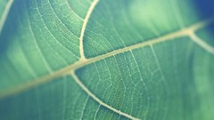 Nature leaves macro depth