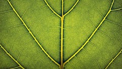 Nature leaves macro Derek