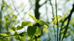 Nature leaves macro Desktopography