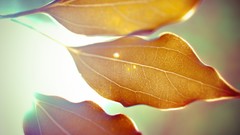 Nature leaves macro dreamy