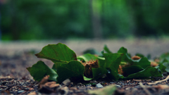 Nature leaves macro fallen
