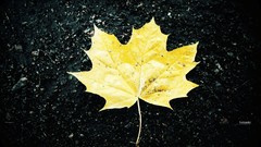 Nature leaves maple leaf