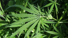 Nature leaves marijuana Plants