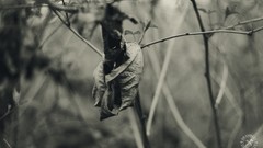 Nature leaves monochrome blurred