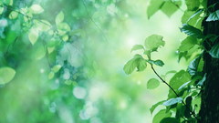 Nature leaves Plants